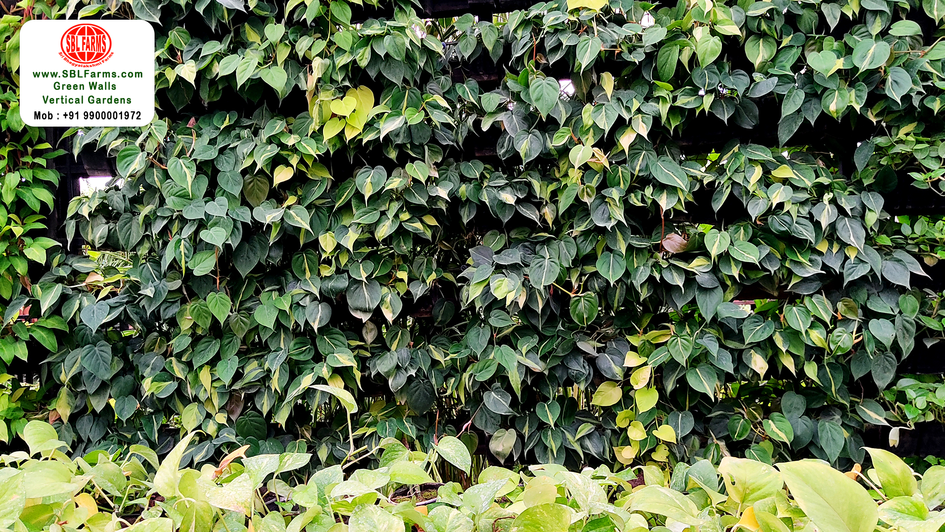 Sbl Farms Green walls and Living walls, Vertical Garden, Bio Curtains